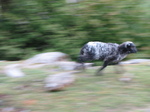 SX22232 Speeding lamb.jpg